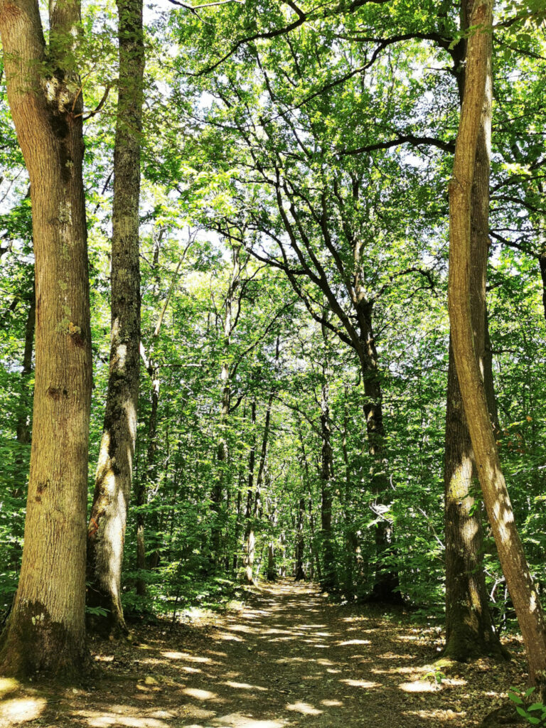 L’attribut alt de cette image est vide, son nom de fichier est 14-768x1024.jpg.