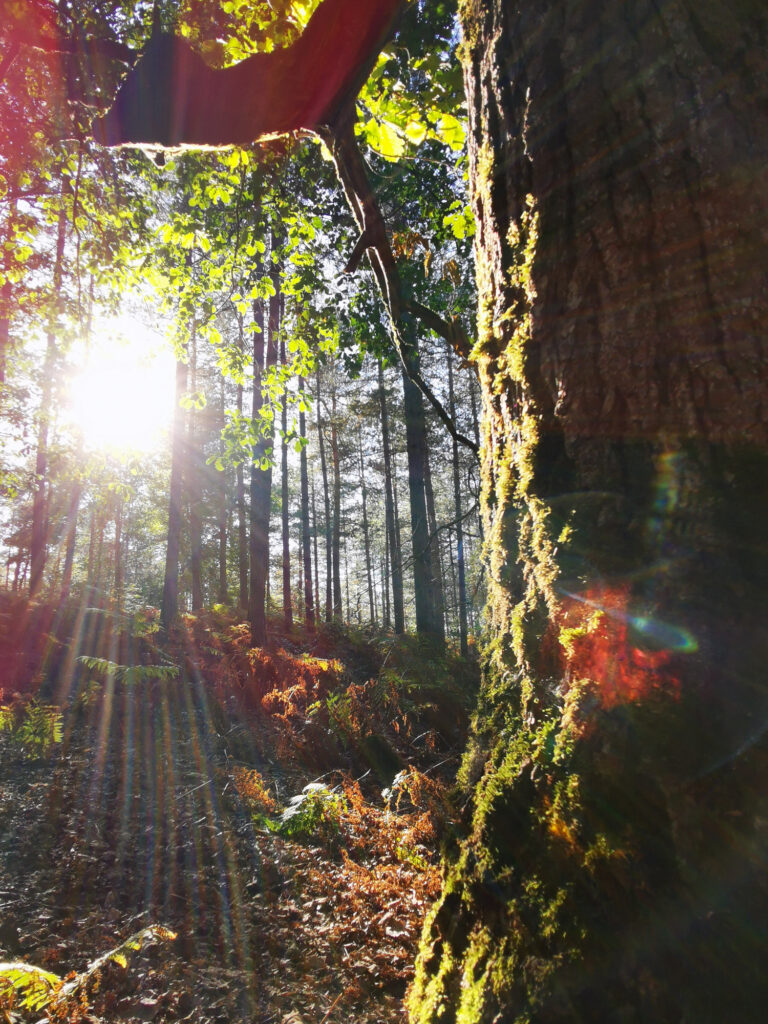 L’attribut alt de cette image est vide, son nom de fichier est 19-768x1024.jpg.